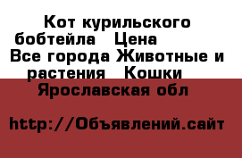 Кот курильского бобтейла › Цена ­ 5 000 - Все города Животные и растения » Кошки   . Ярославская обл.